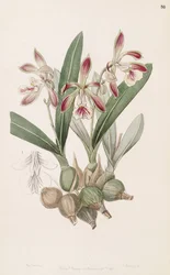 Encyclia pyriformis (como syn Epidendrum pyriforme)
